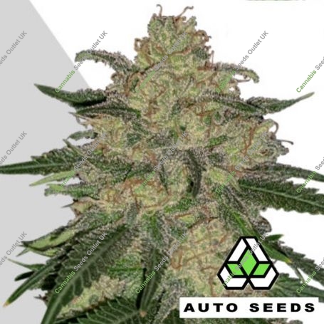 Mango Cookies Auto Feminized Marijuana Strain by Auto Seeds For Sale Online at Cannabis Seeds Outlet