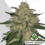 Mango Cookies Auto Feminized Marijuana Strain by Auto Seeds For Sale Online at Cannabis Seeds Outlet