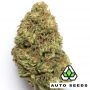 Auto Seeds Mango Cookies Auto Smoke Buds Weed Ganja Skunk Dope Pot Images Pics Nuggets