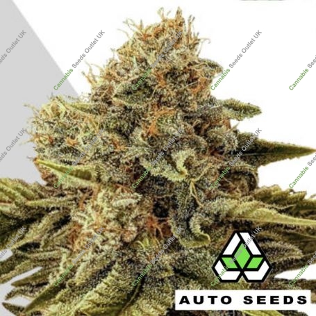 Godfather OG Auto Feminized Marijuana Strain by Auto Seeds For Sale Online at Cannabis Seeds Outlet