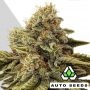 Godfather OG Auto Feminized Marijuana Strain by Auto Seeds For Sale Online at Cannabis Seeds Outlet
