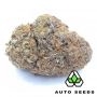 Auto Seeds Godfather OG Auto Smoke Buds Weed Ganja Skunk Dope Pot Images Pics Nuggets