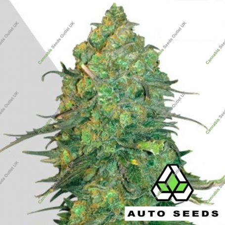 Durban Poison Auto Feminized Marijuana Strain by Auto Seeds For Sale Online at Cannabis Seeds Outlet