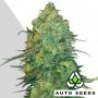 Durban Poison Auto Feminized Marijuana Strain by Auto Seeds For Sale Online at Cannabis Seeds Outlet