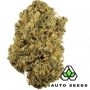Auto Seeds Durban Poison Auto Smoke Buds Weed Ganja Skunk Dope Pot Images Pics Nuggets