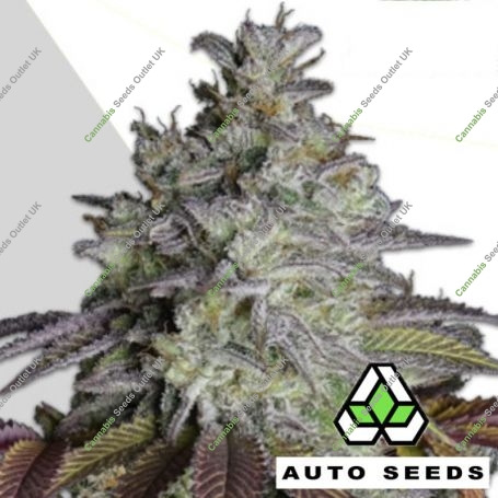 Do Si Dos Auto Feminized Marijuana Strain by Auto Seeds For Sale Online at Cannabis Seeds Outlet