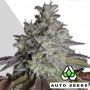 Do Si Dos Auto Feminized Marijuana Strain by Auto Seeds For Sale Online at Cannabis Seeds Outlet
