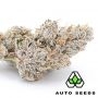 Auto Seeds Do Si Dos Auto Smoke Buds Weed Ganja Skunk Dope Pot Images Pics Nuggets