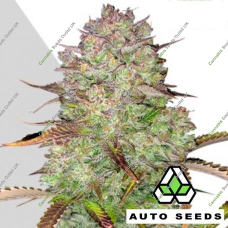Blue Dream Auto Feminized Marijuana Strain by Auto Seeds For Sale Online at Cannabis Seeds Outlet