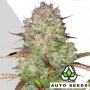 Blue Dream Auto Feminized Marijuana Strain by Auto Seeds For Sale Online at Cannabis Seeds Outlet