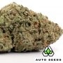 Auto Seeds Blue Dream Auto Smoke Buds Weed Ganja Skunk Dope Pot Images Pics Nuggets