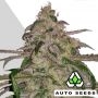 Moonrocks Auto Feminized Marijuana Strain by Auto Seeds For Sale Online at Cannabis Seeds Outlet