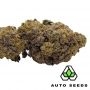Auto Seeds Moonrocks Auto Smoke Buds Weed Ganja Skunk Dope Pot Images Pics Nuggets