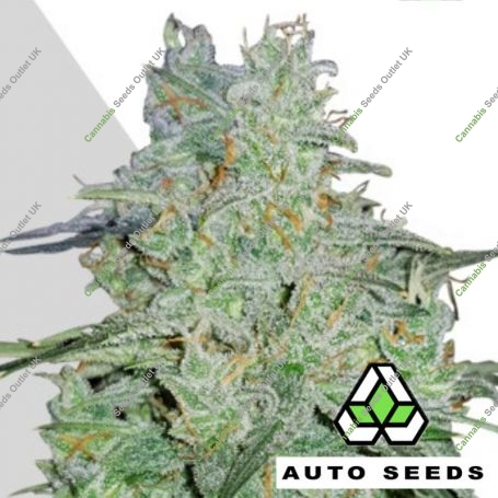 Amnesia Haze Feminized Marijuana Strain by Auto Seeds For Sale Online at Cannabis Seeds Outlet
