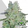Amnesia Haze Feminized Marijuana Strain by Auto Seeds For Sale Online at Cannabis Seeds Outlet