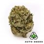 Auto Seeds Amnesia Haze Smoke Buds Weed Ganja Skunk Dope Pot Images Pics Nuggets