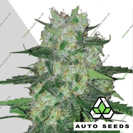 AK47 Auto Feminized Marijuana Strain by Auto Seeds For Sale Online at Cannabis Seeds Outlet