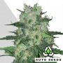 AK47 Auto Feminized Marijuana Strain by Auto Seeds For Sale Online at Cannabis Seeds Outlet