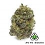 Auto Seeds AK47 Auto Smoke Buds Weed Ganja Skunk Dope Pot Images Pics Nuggets