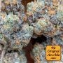 Sherbet Moonrocks Feminized by Original Sensible Seeds THC Content Potency Strength CBD Height Yield Flowering Time Indica Sativ