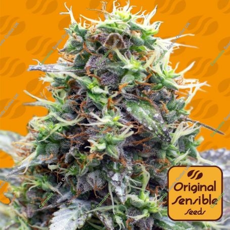 Sherbet Moonrocks Feminized Marijuana Strain by Original Sensible Seeds For Sale Online at Cannabis Seeds Outlet