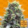 Sherbet Moonrocks Feminized Marijuana Strain by Original Sensible Seeds For Sale Online at Cannabis Seeds Outlet