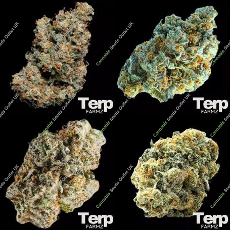 Collection Pack Feminized Marijuana Strain by Terp Farmz For Sale Online at Cannabis Seeds Outlet