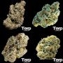 Collection Pack Feminized Marijuana Strain by Terp Farmz For Sale Online at Cannabis Seeds Outlet