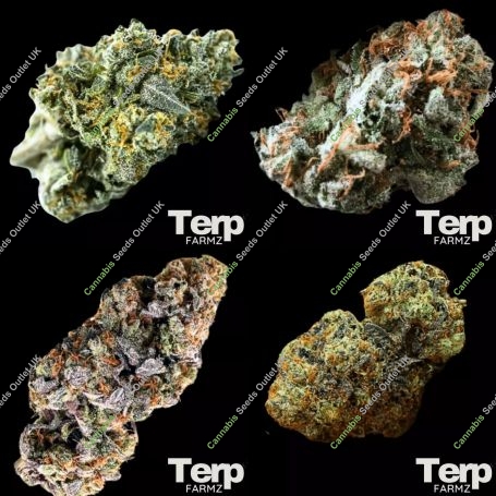 Collection Pack Auto Feminized Marijuana Strain by Terp Farmz For Sale Online at Cannabis Seeds Outlet