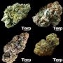 Collection Pack Auto Feminized Marijuana Strain by Terp Farmz For Sale Online at Cannabis Seeds Outlet