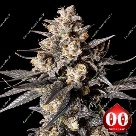 Apple Bananas Feminized Marijuana Strain by OO Seeds For Sale Online at Cannabis Seeds Outlet