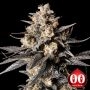 Apple Bananas Feminized Marijuana Strain by OO Seeds For Sale Online at Cannabis Seeds Outlet