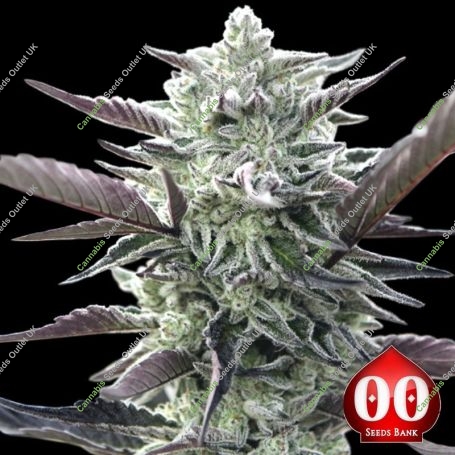 Oreoz Feminized Marijuana Strain by OO Seeds For Sale Online at Cannabis Seeds Outlet