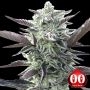 Oreoz Feminized Marijuana Strain by OO Seeds For Sale Online at Cannabis Seeds Outlet