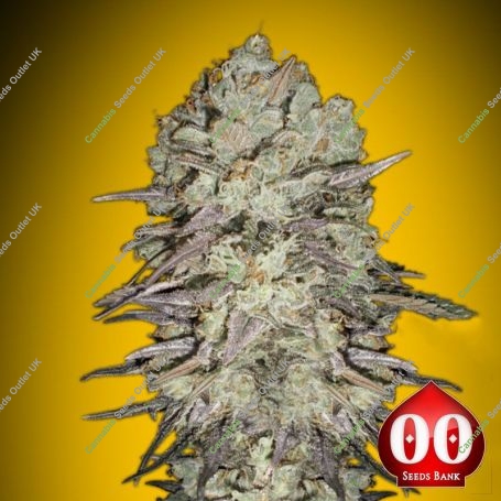 Mimosa Fast V Feminized Marijuana Strain by OO Seeds For Sale Online at Cannabis Seeds Outlet