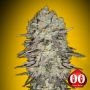 Mimosa Fast V Feminized Marijuana Strain by OO Seeds For Sale Online at Cannabis Seeds Outlet