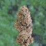 OO Seeds Bubbas Gift Auto Smoke Buds Weed Ganja Skunk Dope Pot Images Pics Nuggets