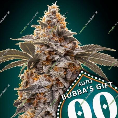 Bubbas Gift Auto Feminized Marijuana Strain by OO Seeds For Sale Online at Cannabis Seeds Outlet