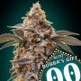 Bubbas Gift Auto Feminized Marijuana Strain by OO Seeds For Sale Online at Cannabis Seeds Outlet