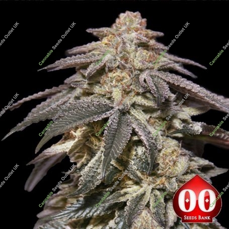 Apple Bananas Auto Feminized Marijuana Strain by OO Seeds For Sale Online at Cannabis Seeds Outlet