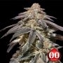 Apple Bananas Auto Feminized Marijuana Strain by OO Seeds For Sale Online at Cannabis Seeds Outlet