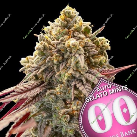 Gelato Mint Auto Feminized Marijuana Strain by OO Seeds For Sale Online at Cannabis Seeds Outlet