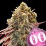 Gelato Mint Auto Feminized Marijuana Strain by OO Seeds For Sale Online at Cannabis Seeds Outlet