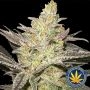 Rainbow Sherbet 11 Feminized Marijuana Strain by Advanced Seeds For Sale Online at Cannabis Seeds Outlet