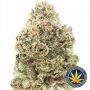 Advanced Seeds Zerealz Milk Smoke Buds Weed Ganja Skunk Dope Pot Images Pics Nuggets