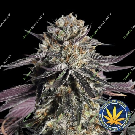Zerealz Milk Feminized Marijuana Strain by Advanced Seeds For Sale Online at Cannabis Seeds Outlet