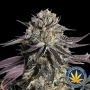 Zerealz Milk Feminized Marijuana Strain by Advanced Seeds For Sale Online at Cannabis Seeds Outlet