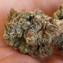 Animal Zookies Auto Feminized by Advanced Seeds THC Content Potency Strength CBD Height Yield Flowering Time Indica Sativa Genet