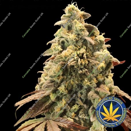 Rainbow Sherbet Auto Feminized Marijuana Strain by Advanced Seeds For Sale Online at Cannabis Seeds Outlet