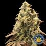 Rainbow Sherbet Auto Feminized Marijuana Strain by Advanced Seeds For Sale Online at Cannabis Seeds Outlet